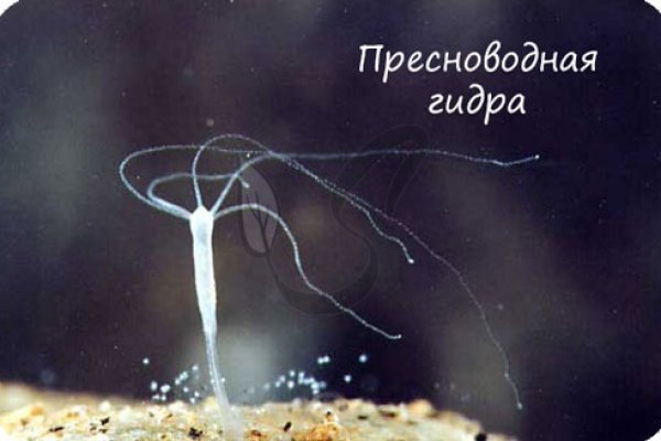 Супернет зеркало
