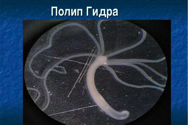 Найти ссылку на кракен