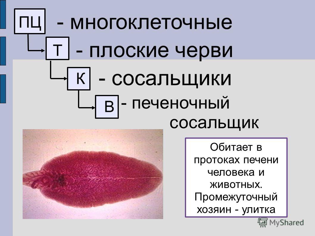 Кракен нар