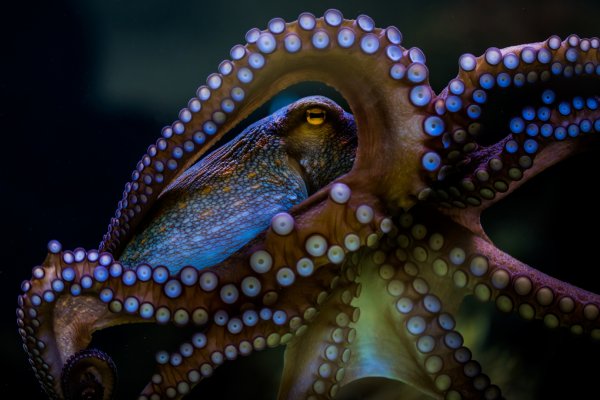 Kraken whitenet официальный сайт