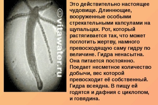 Whitenet как войти